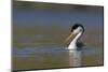 Clark's Grebe in Breeding Plumage, Potholes Reservoir, Washington, USA-Gary Luhm-Mounted Photographic Print