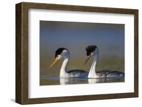 Clark's Grebe in Breeding Plumage, Potholes Reservoir, Washington, USA-Gary Luhm-Framed Photographic Print