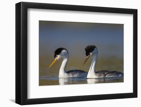 Clark's Grebe in Breeding Plumage, Potholes Reservoir, Washington, USA-Gary Luhm-Framed Photographic Print