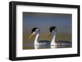 Clark's Grebe in Breeding Plumage, Potholes Reservoir, Washington, USA-Gary Luhm-Framed Photographic Print