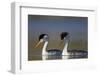 Clark's Grebe in Breeding Plumage, Potholes Reservoir, Washington, USA-Gary Luhm-Framed Photographic Print