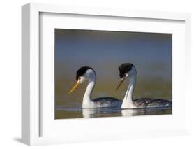 Clark's Grebe in Breeding Plumage, Potholes Reservoir, Washington, USA-Gary Luhm-Framed Photographic Print