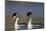 Clark's Grebe in Breeding Plumage, Potholes Reservoir, Washington, USA-Gary Luhm-Mounted Photographic Print