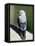 Clark's Nutcracker (Nucifraga Columbiana), Rocky Mountain National Park, Colorado-James Hager-Framed Stretched Canvas