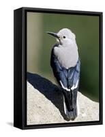 Clark's Nutcracker (Nucifraga Columbiana), Rocky Mountain National Park, Colorado-James Hager-Framed Stretched Canvas