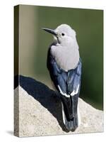 Clark's Nutcracker (Nucifraga Columbiana), Rocky Mountain National Park, Colorado-James Hager-Stretched Canvas