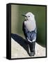 Clark's Nutcracker (Nucifraga Columbiana), Rocky Mountain National Park, Colorado-James Hager-Framed Stretched Canvas