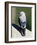 Clark's Nutcracker (Nucifraga Columbiana), Rocky Mountain National Park, Colorado-James Hager-Framed Photographic Print