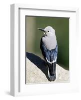 Clark's Nutcracker (Nucifraga Columbiana), Rocky Mountain National Park, Colorado-James Hager-Framed Photographic Print