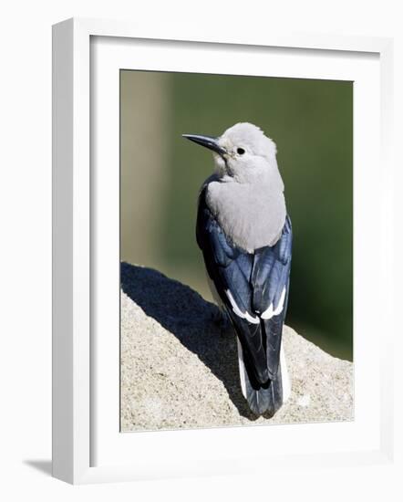 Clark's Nutcracker (Nucifraga Columbiana), Rocky Mountain National Park, Colorado-James Hager-Framed Photographic Print