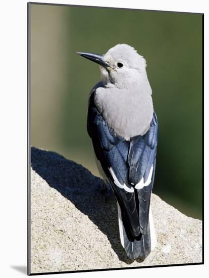 Clark's Nutcracker (Nucifraga Columbiana), Rocky Mountain National Park, Colorado-James Hager-Mounted Photographic Print