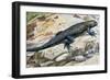 Clark's Spiny Lizard (Sceloporus Clarkii), Phrynosomatidae-null-Framed Giclee Print