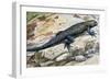 Clark's Spiny Lizard (Sceloporus Clarkii), Phrynosomatidae-null-Framed Giclee Print