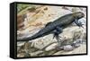 Clark's Spiny Lizard (Sceloporus Clarkii), Phrynosomatidae-null-Framed Stretched Canvas