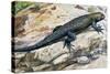 Clark's Spiny Lizard (Sceloporus Clarkii), Phrynosomatidae-null-Stretched Canvas