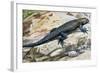 Clark's Spiny Lizard (Sceloporus Clarkii), Phrynosomatidae-null-Framed Giclee Print