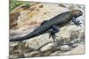 Clark's Spiny Lizard (Sceloporus Clarkii), Phrynosomatidae-null-Mounted Giclee Print