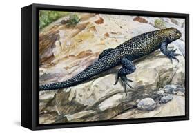 Clark's Spiny Lizard (Sceloporus Clarkii), Phrynosomatidae-null-Framed Stretched Canvas