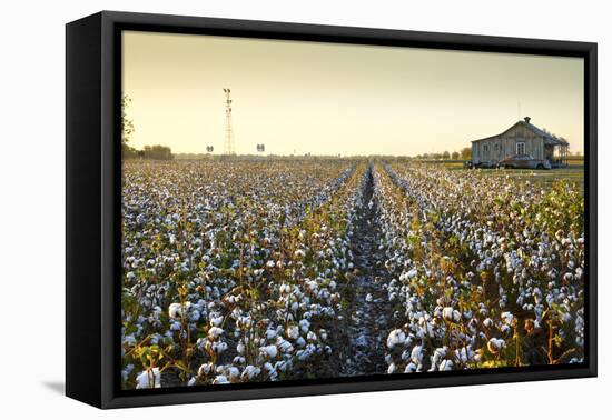 Clarksdale, Mississippi, Cotton Field, Delta-John Coletti-Framed Stretched Canvas