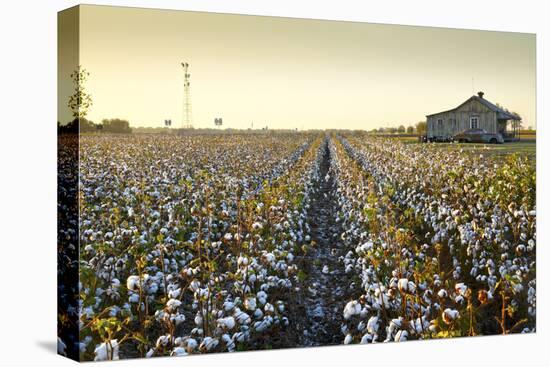 Clarksdale, Mississippi, Cotton Field, Delta-John Coletti-Stretched Canvas