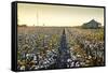 Clarksdale, Mississippi, Cotton Field, Delta-John Coletti-Framed Stretched Canvas