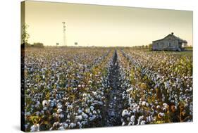 Clarksdale, Mississippi, Cotton Field, Delta-John Coletti-Stretched Canvas