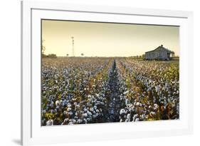 Clarksdale, Mississippi, Cotton Field, Delta-John Coletti-Framed Photographic Print