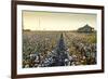 Clarksdale, Mississippi, Cotton Field, Delta-John Coletti-Framed Photographic Print