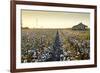 Clarksdale, Mississippi, Cotton Field, Delta-John Coletti-Framed Photographic Print