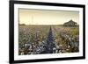 Clarksdale, Mississippi, Cotton Field, Delta-John Coletti-Framed Photographic Print