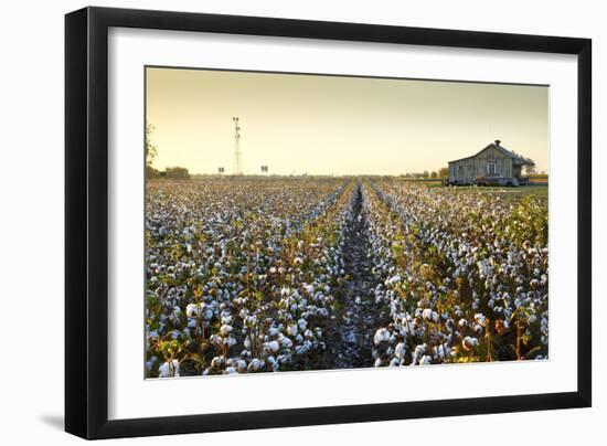 Clarksdale, Mississippi, Cotton Field, Delta-John Coletti-Framed Photographic Print