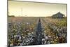 Clarksdale, Mississippi, Cotton Field, Delta-John Coletti-Mounted Photographic Print