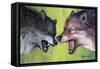 Clash Of The Alphas-Tanja Ware-Framed Stretched Canvas