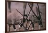 Clashing Gemsboks-DLILLC-Framed Photographic Print