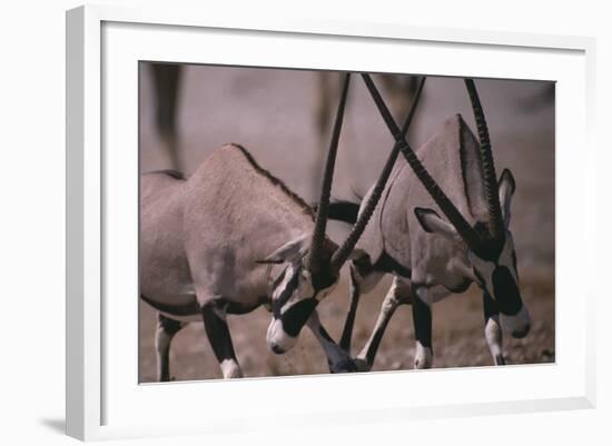 Clashing Gemsboks-DLILLC-Framed Photographic Print