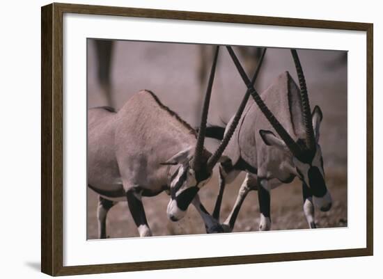 Clashing Gemsboks-DLILLC-Framed Photographic Print