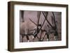 Clashing Gemsboks-DLILLC-Framed Photographic Print