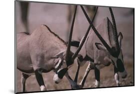 Clashing Gemsboks-DLILLC-Mounted Photographic Print