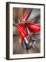 Classic Car-Nathan Wright-Framed Photographic Print