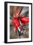 Classic Car-Nathan Wright-Framed Photographic Print