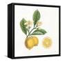 Classic Citrus I-Sue Schlabach-Framed Stretched Canvas