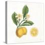 Classic Citrus I-Sue Schlabach-Stretched Canvas