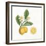 Classic Citrus I-Sue Schlabach-Framed Art Print