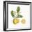 Classic Citrus I-Sue Schlabach-Framed Art Print