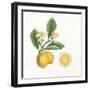 Classic Citrus I-Sue Schlabach-Framed Art Print