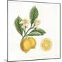 Classic Citrus I-Sue Schlabach-Mounted Art Print