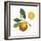 Classic Citrus II-Sue Schlabach-Framed Art Print