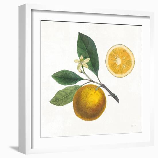 Classic Citrus II-Sue Schlabach-Framed Art Print