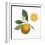 Classic Citrus II-Sue Schlabach-Framed Art Print