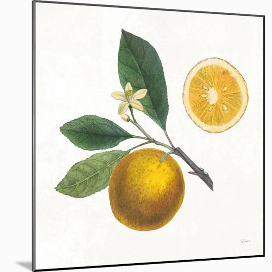 Classic Citrus II-Sue Schlabach-Mounted Art Print